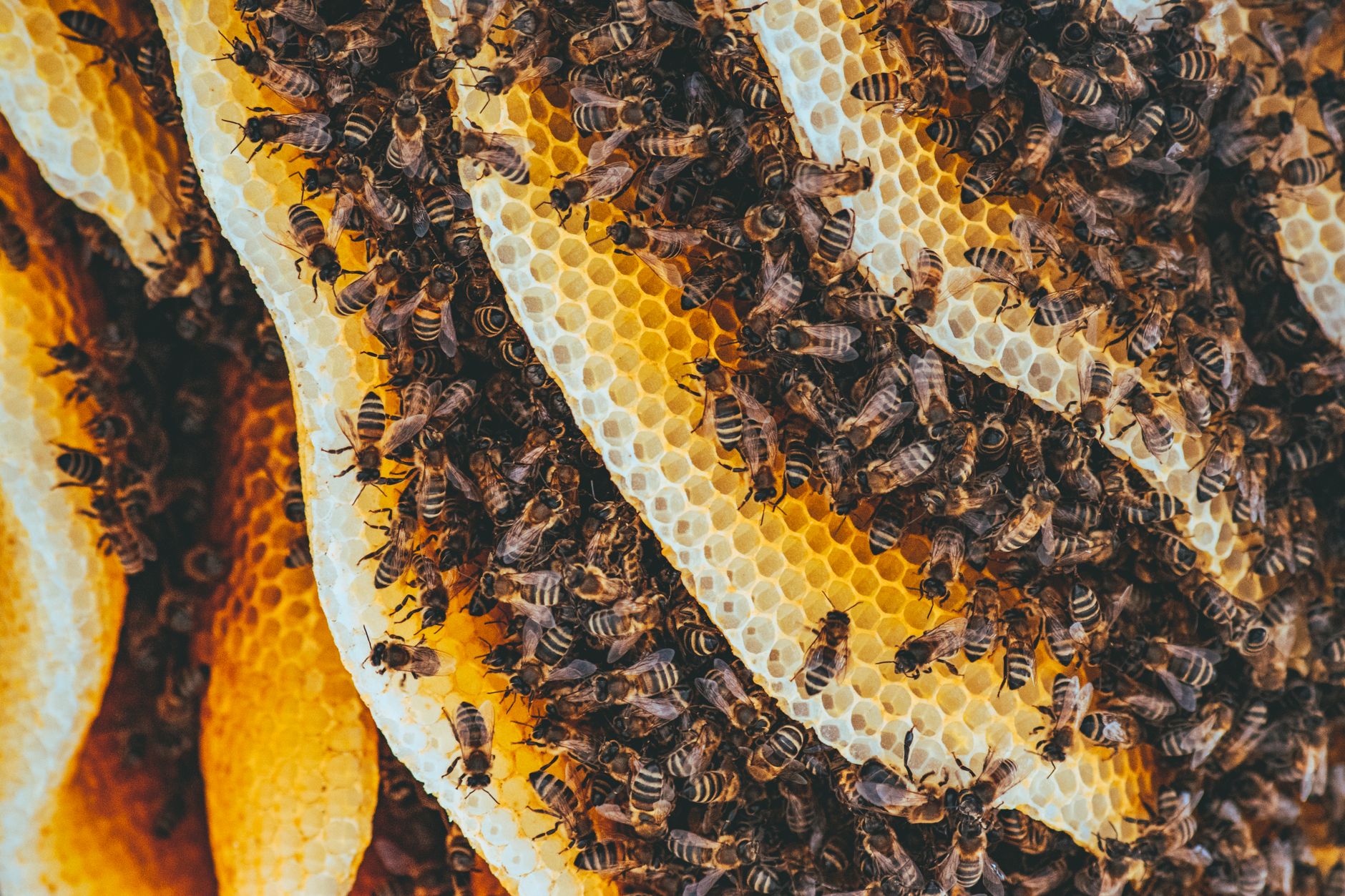 Global Beeswax Market 2021–2031: Size, Share, Trends and Forecast — report cover