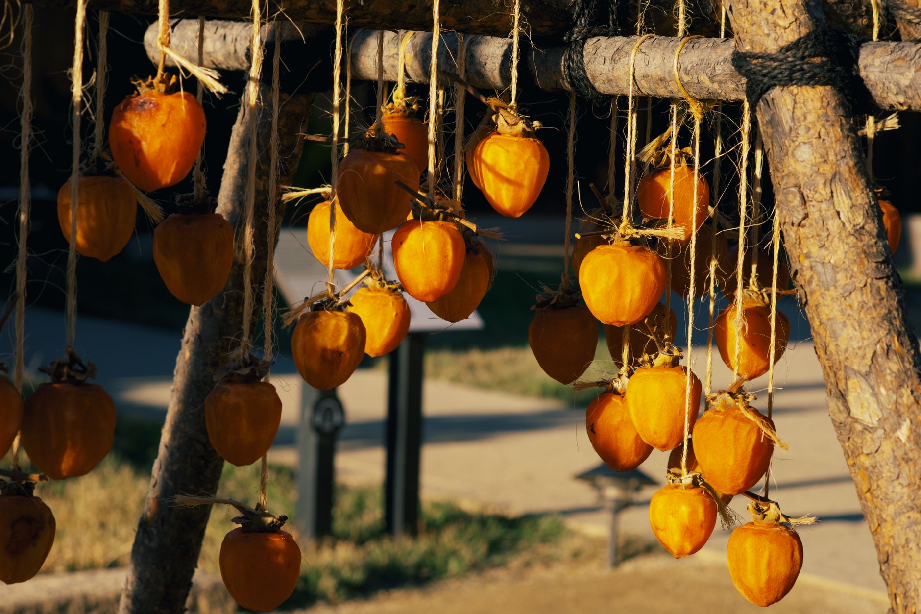 Global Dried Persimmon Market 2021–2031: Size, Share, Trends and Forecast — report cover