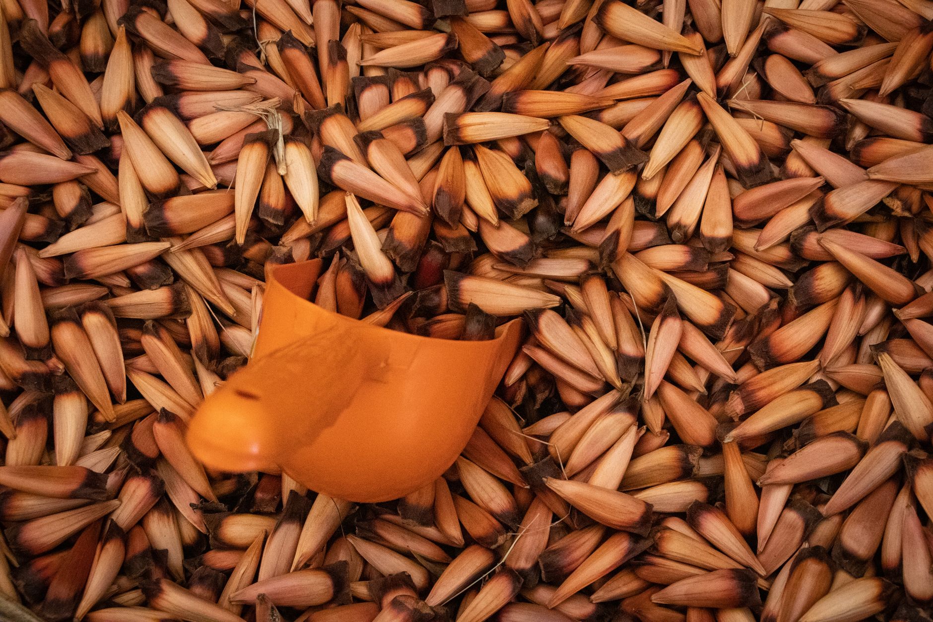 Global Pine Nut Market 2021–2031: Size, Share, Trends and Forecast