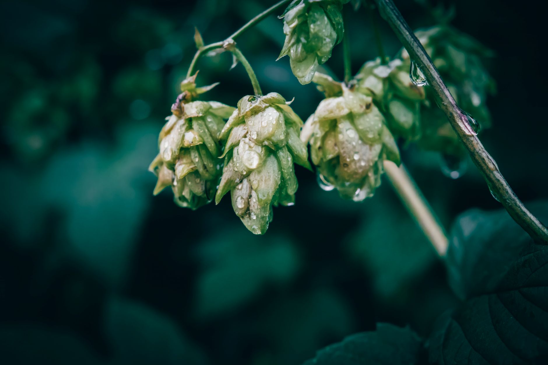 Global Hops Market 2021–2031: Size, Share, Trends and Forecast — report cover