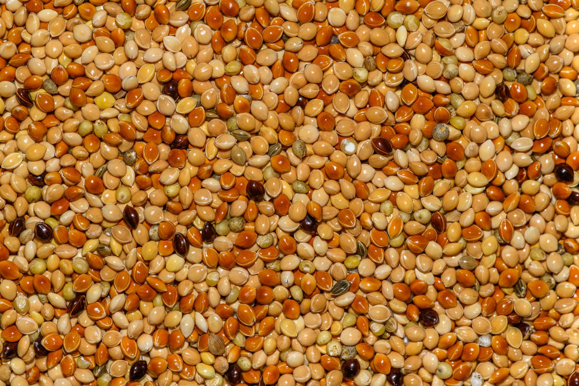 Global Sorghum Market 2021–2031: Size, Share, Trends and Forecast — report cover