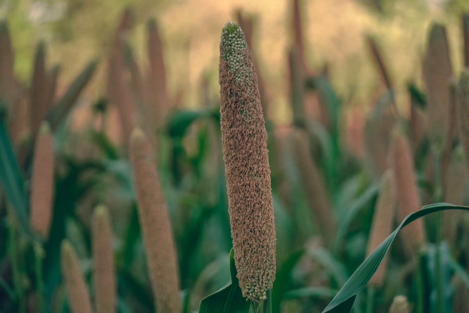 Global Finger Millet Market 2021–2031: Size, Share, Trends and Forecast — report cover
