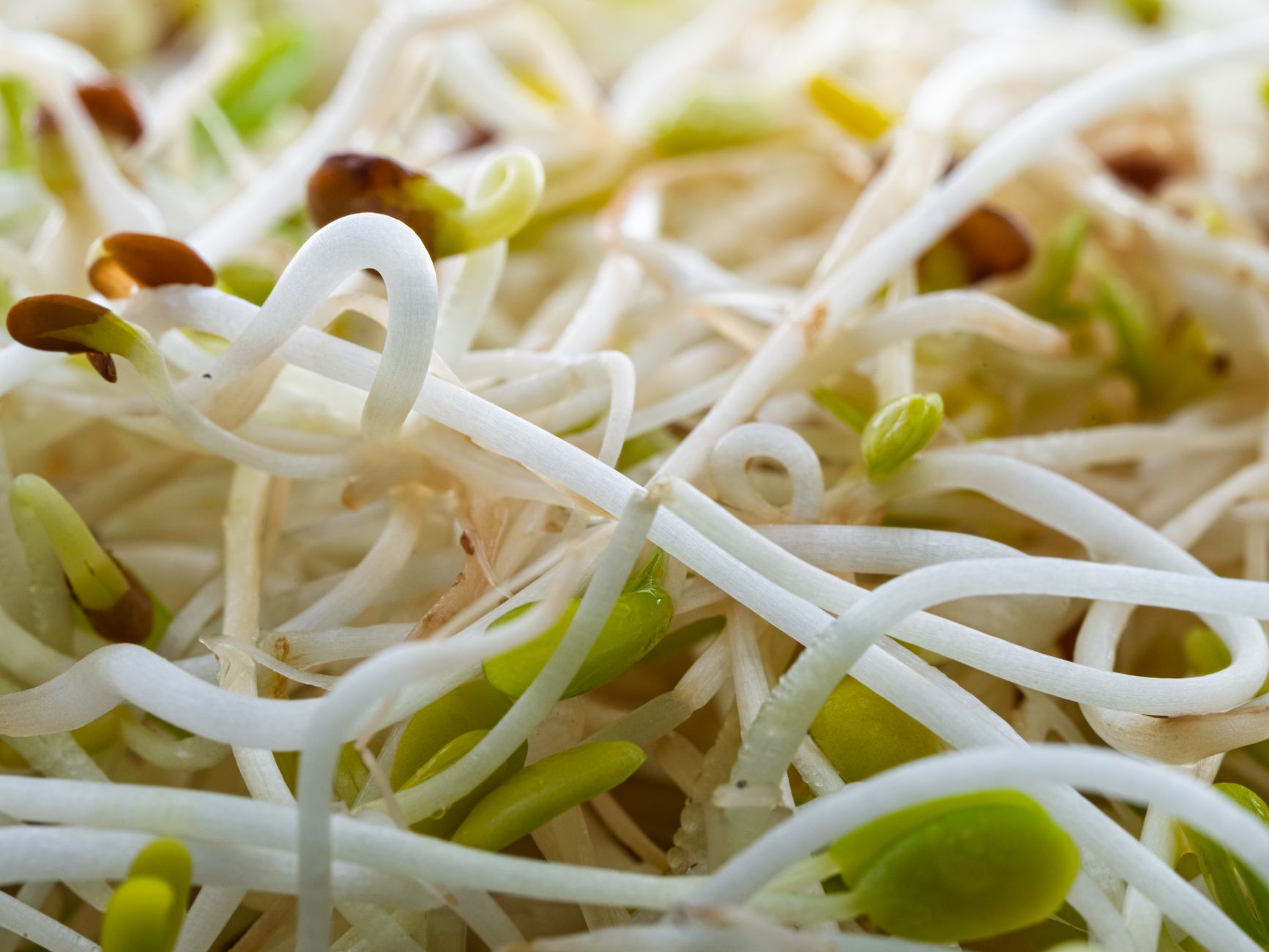 Global Soybean Meal Market 2021–2031: Size, Share, Trends and Forecast — report cover