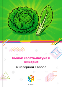 Рынок салата-латука и цикория в Северной Европе