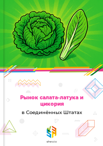 Рынок салата-латука и цикория в Соединённых Штатах