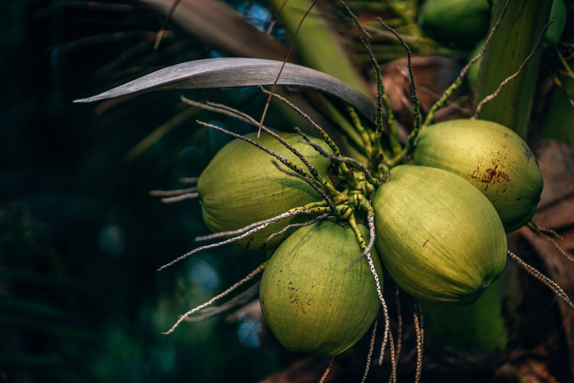 Global Coconut Aminos Market 2021–2031: Size, Share, Trends and Forecast — report cover