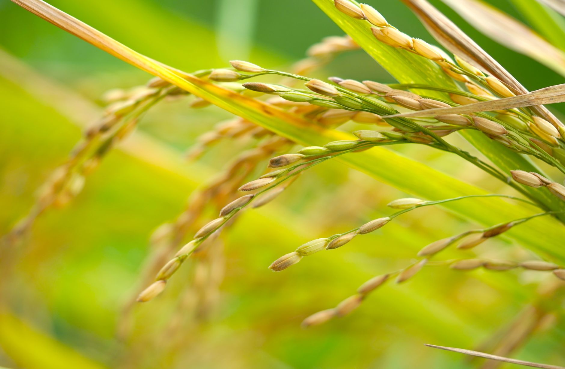 Global Rice Bran Oil Market 2021–2031: Size, Share, Trends and Forecast — report cover