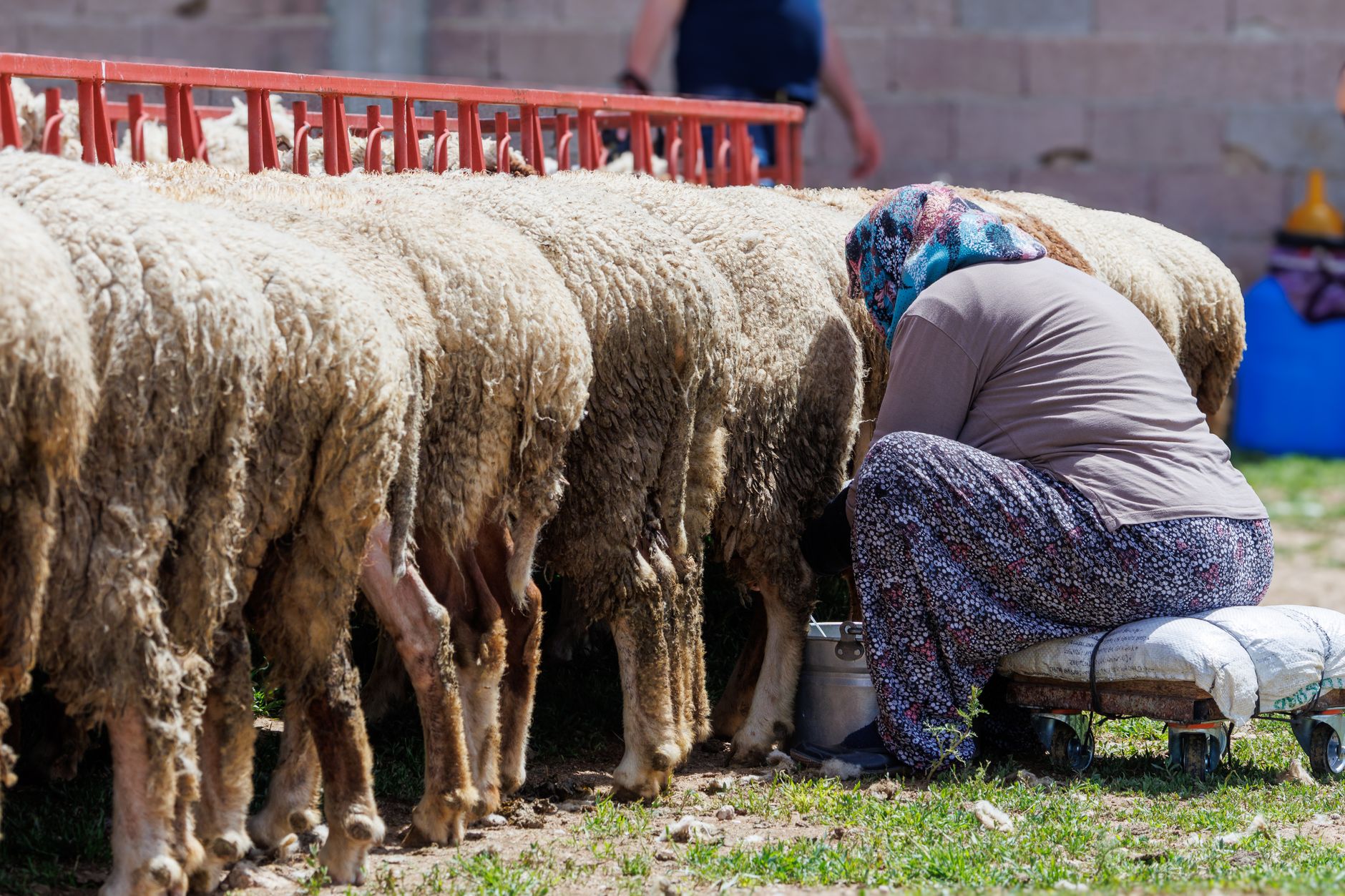 Global Sheep Milk Cheese Market 2021–2031: Size, Share, Trends and Forecast — report cover