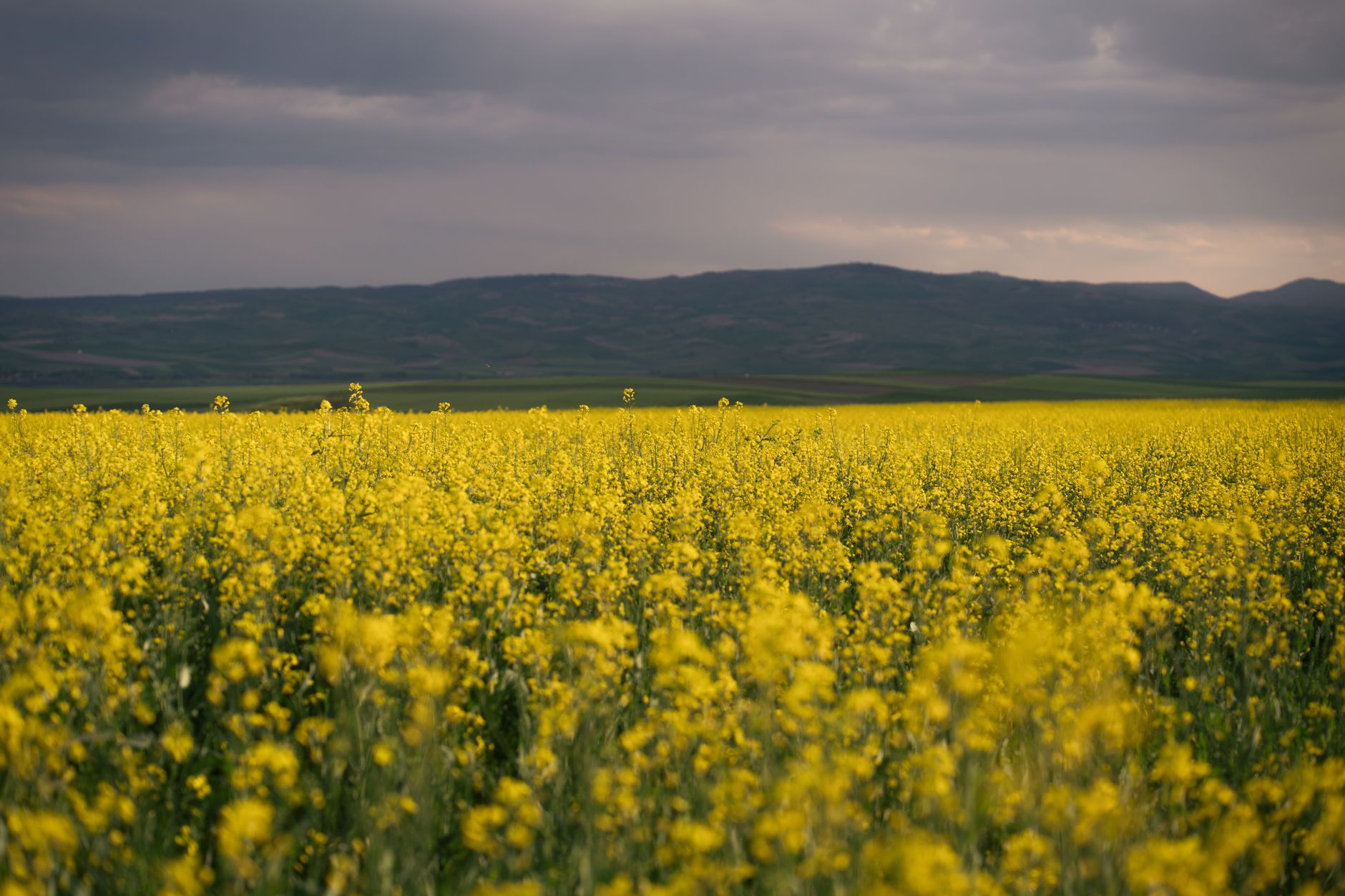 Global Mustard Market 2021–2031: Size, Share, Trends and Forecast — report cover