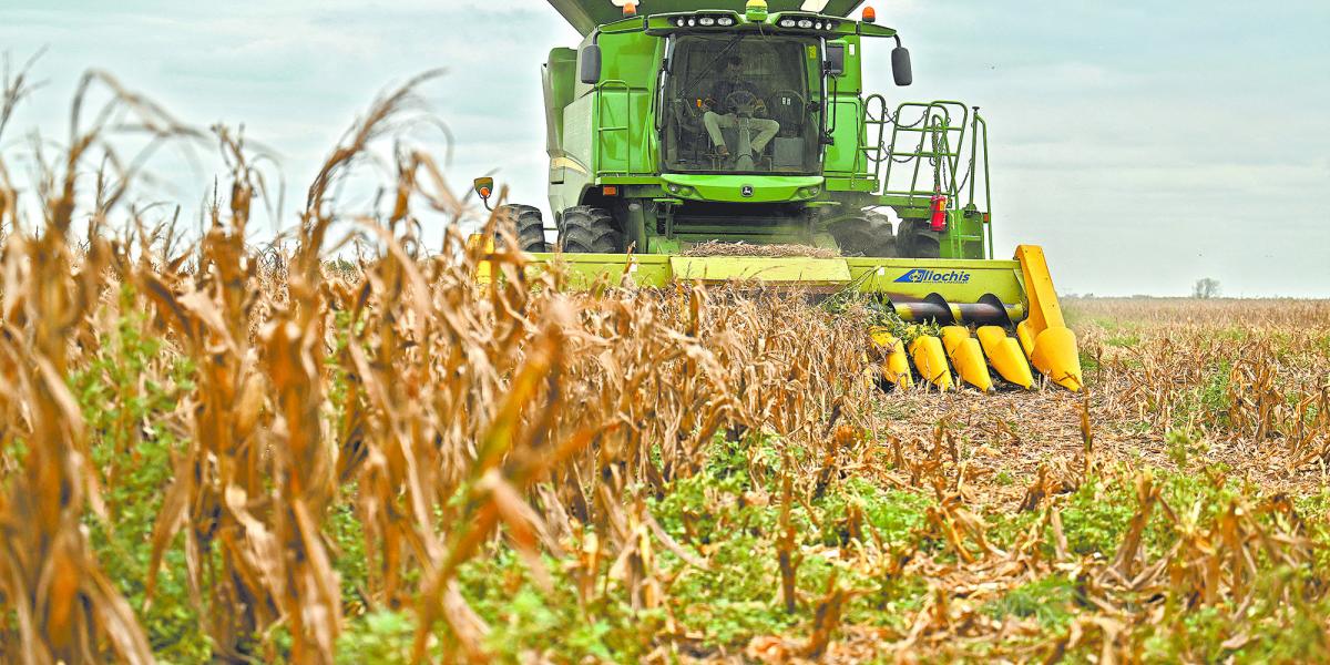 Argentina set to overtake Brazil as world's No. 2 corn exporter in 2025/26