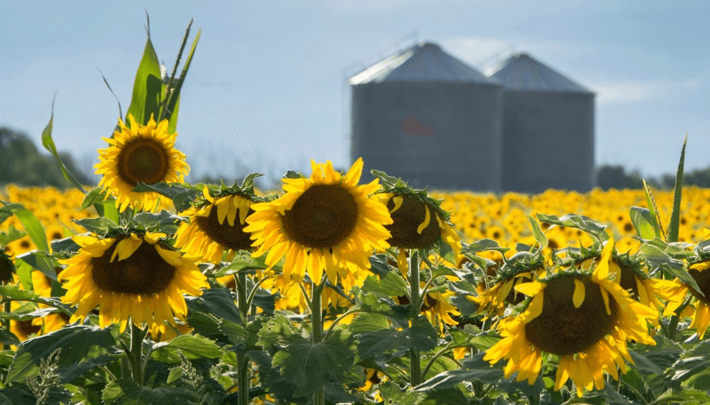 Argentina posts record sunflower crush as USDA forecasts 2026/27 global crop surge