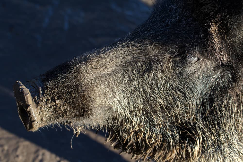 African swine fever returns to Germany as Serbia culls more than 11,000 pigs