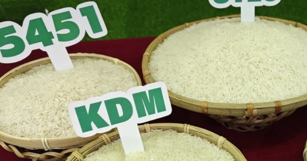 Asian rice export prices diverge: India climbs, Thailand slips, Vietnam holds