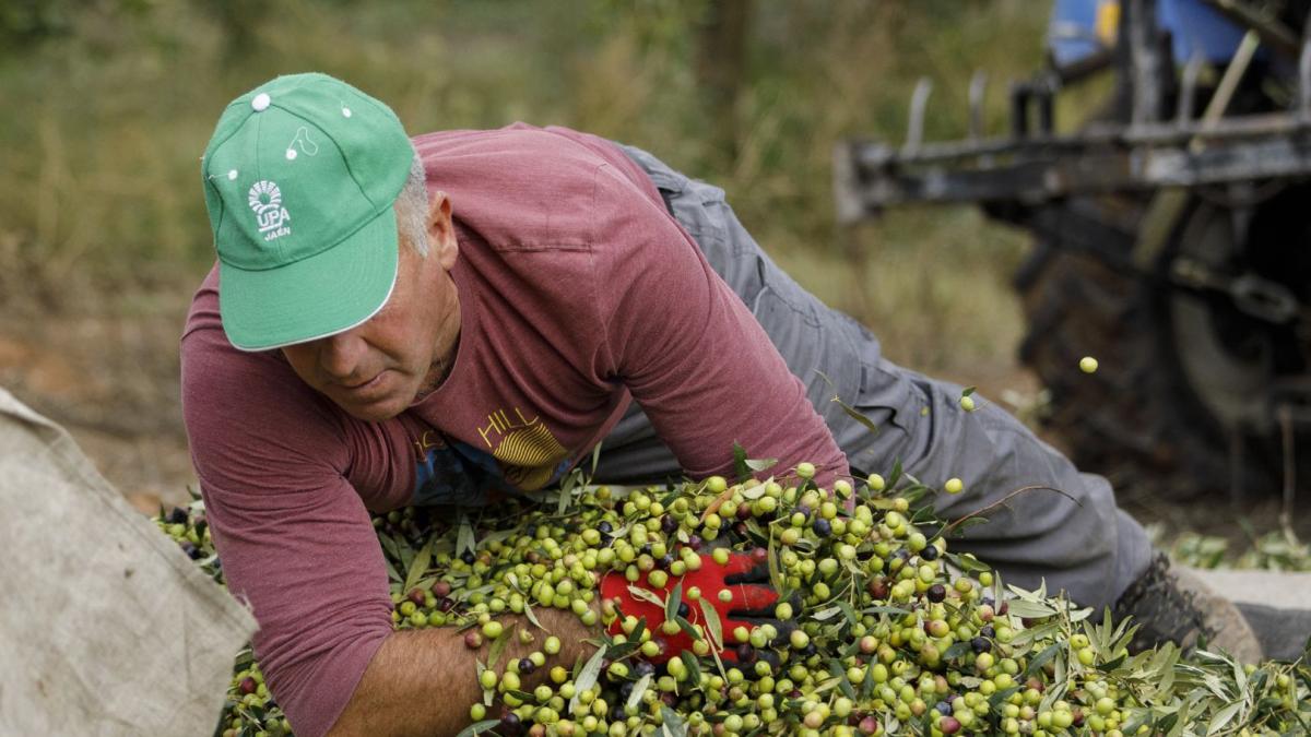 Australia and New Zealand Weigh Mandatory Labels That Could Hit Spanish Olive Oil
