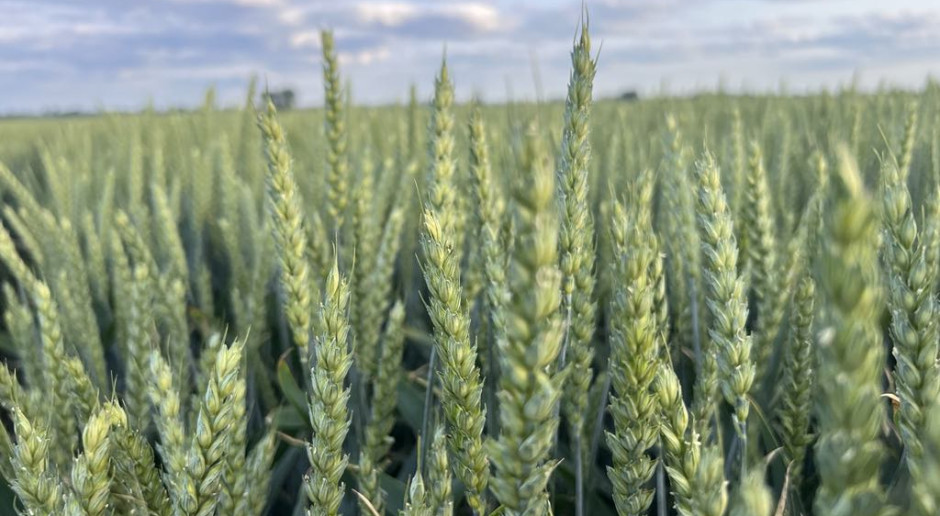 Bayer and RAGT Sign Exclusive Licensing Deal to Accelerate Hybrid Wheat Development