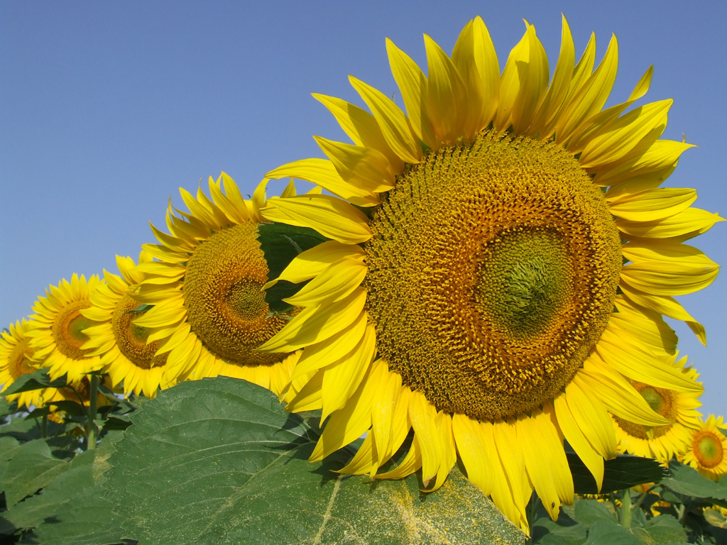 Black Sea disruptions keep sunflower oil prices elevated despite larger EU crop