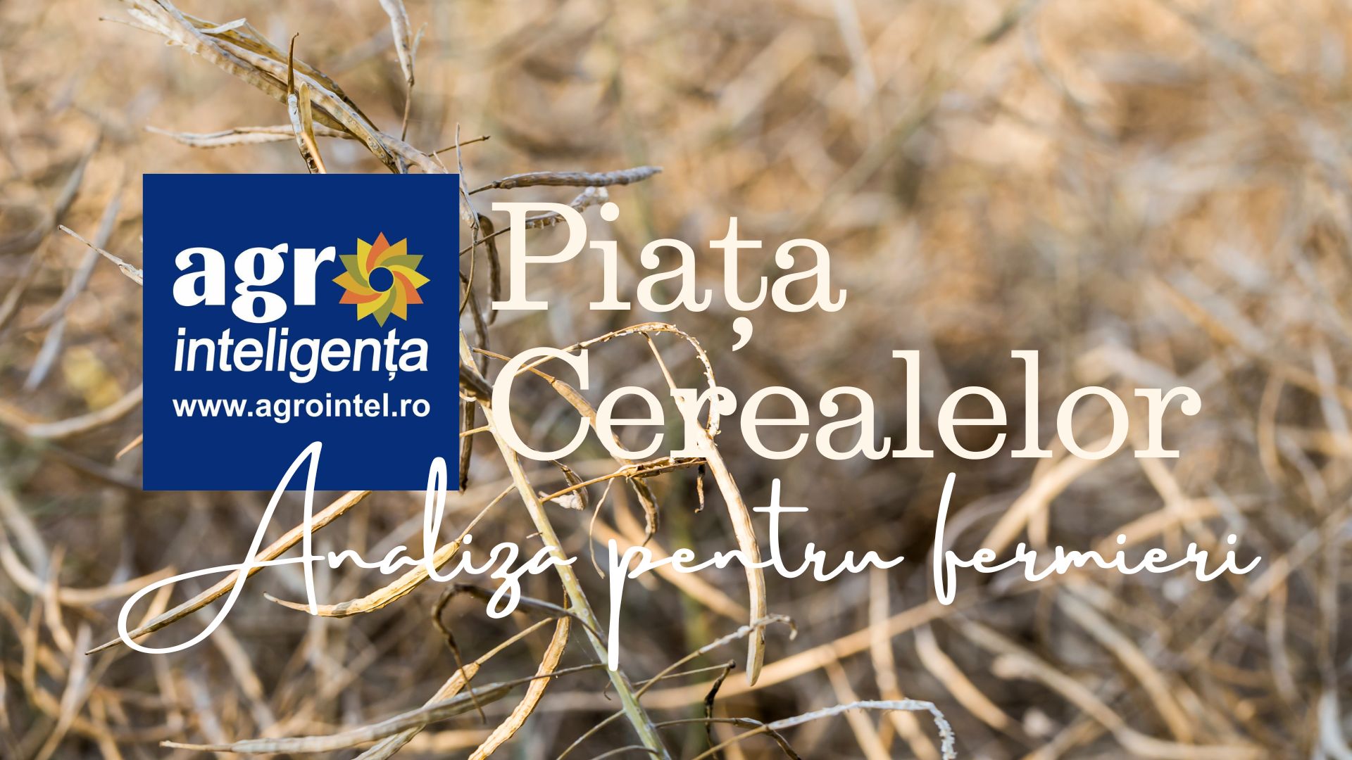 El cereal del mar Negro se consolida y Francia baja a 30,8 millones de toneladas de trigo