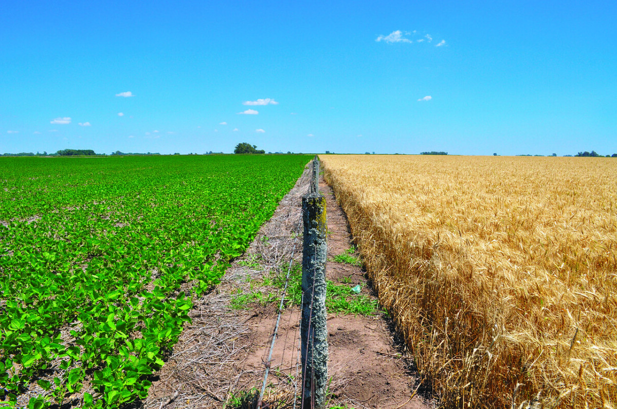 Bolivia’s wheat and corn shortages deepen dependence on Argentine supplies