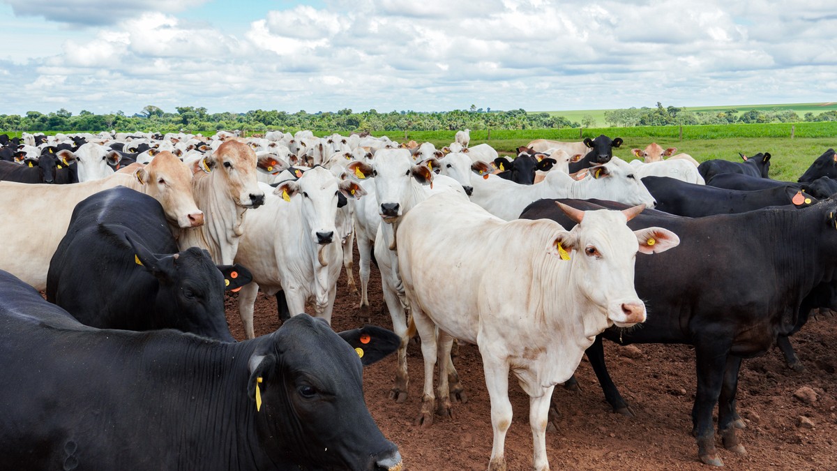 Brazilian beef industry warns EU exports could stop in September