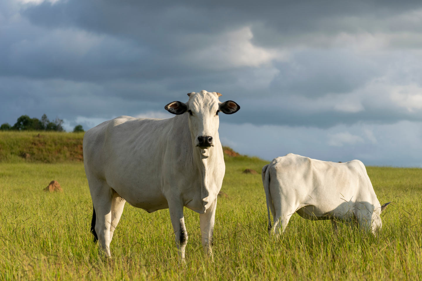 Brazil’s beef tallow industry seeks exemption from 25% US tariff