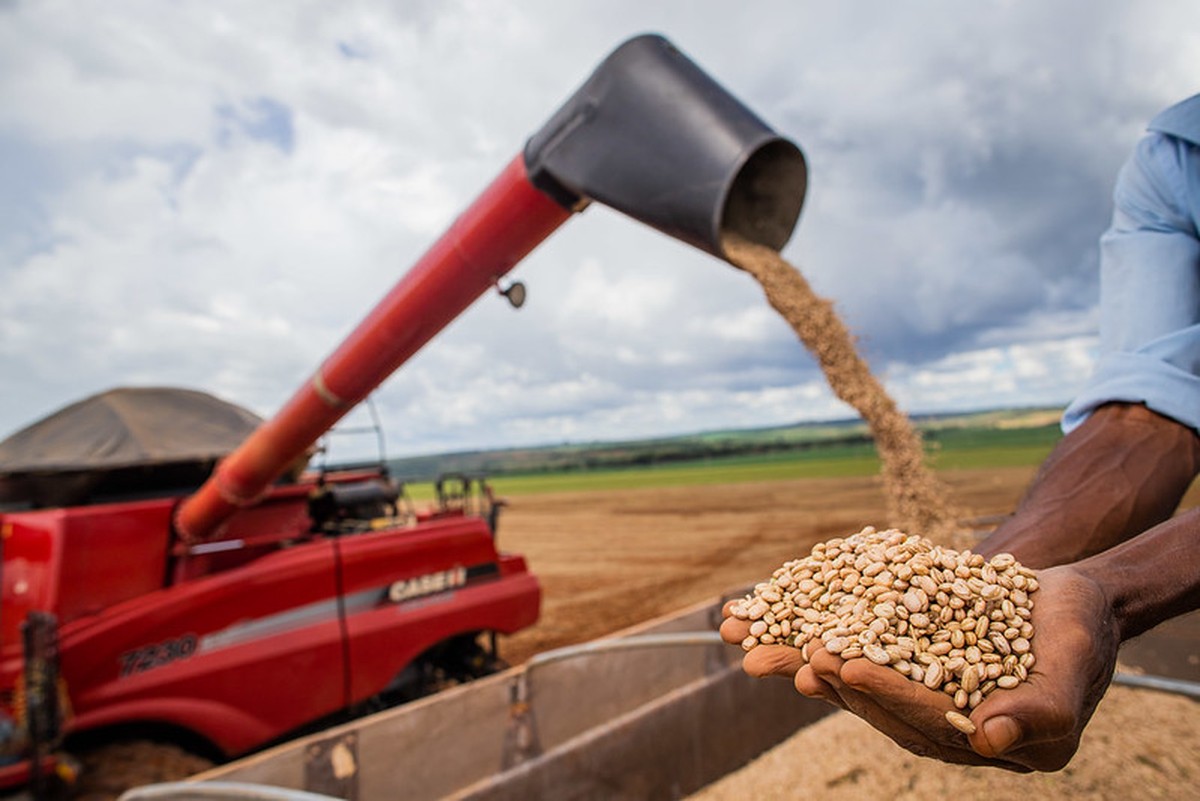 Brazil's carioca bean harvest pushes prices down as first-half exports hit record
