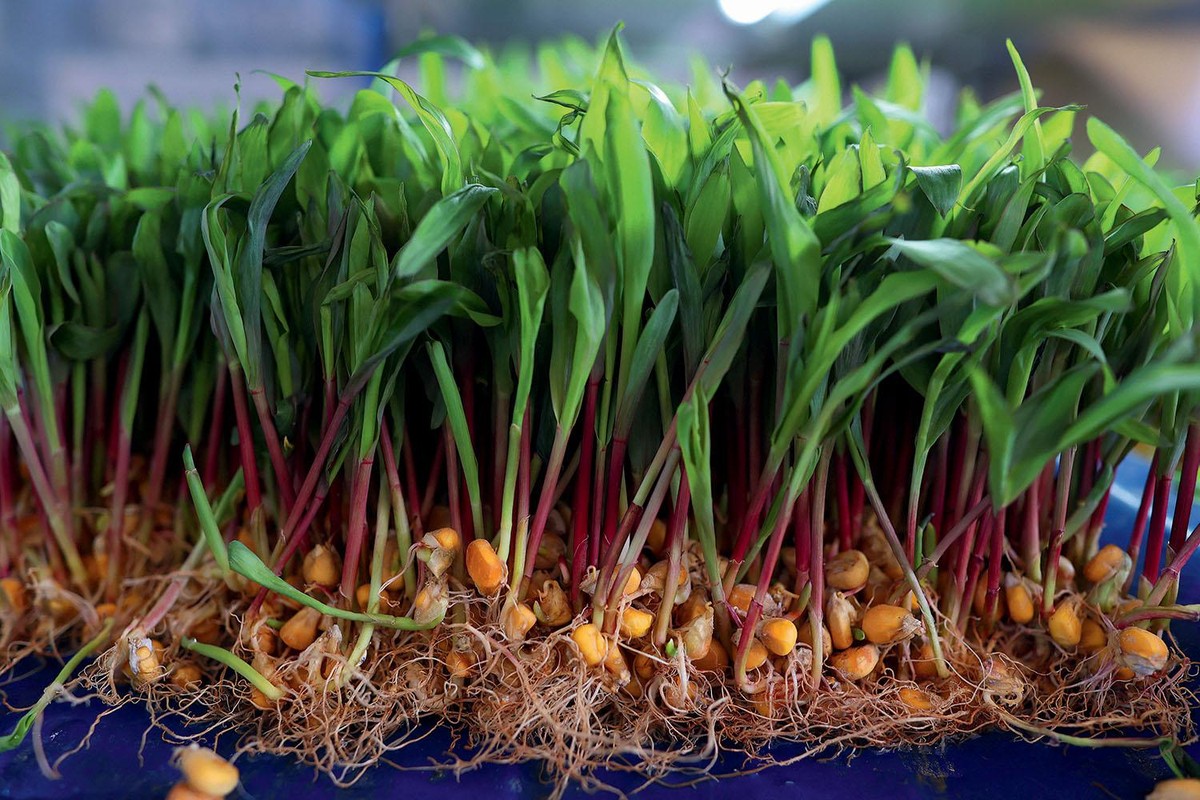 Brazil’s corn ethanol boom lifts domestic demand and supports record grain output