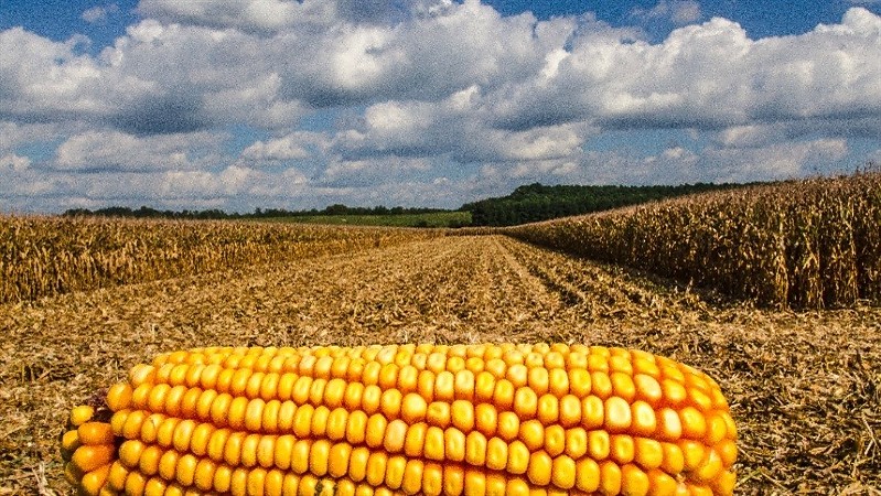 Brazilian corn prices diverge as safrinha harvest advances