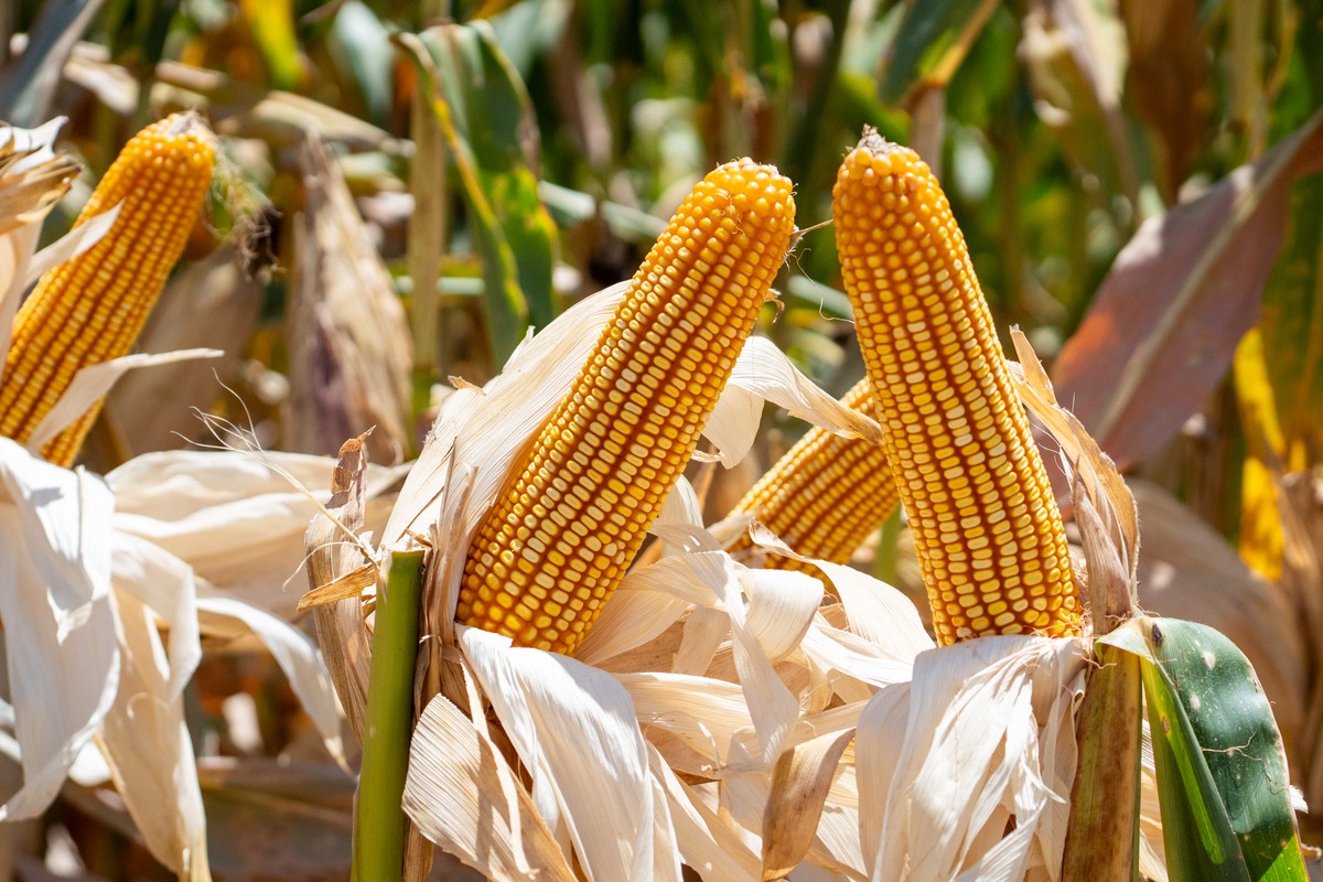 Brazil's corn prices stay firm as thin trading and slow harvest tighten supply