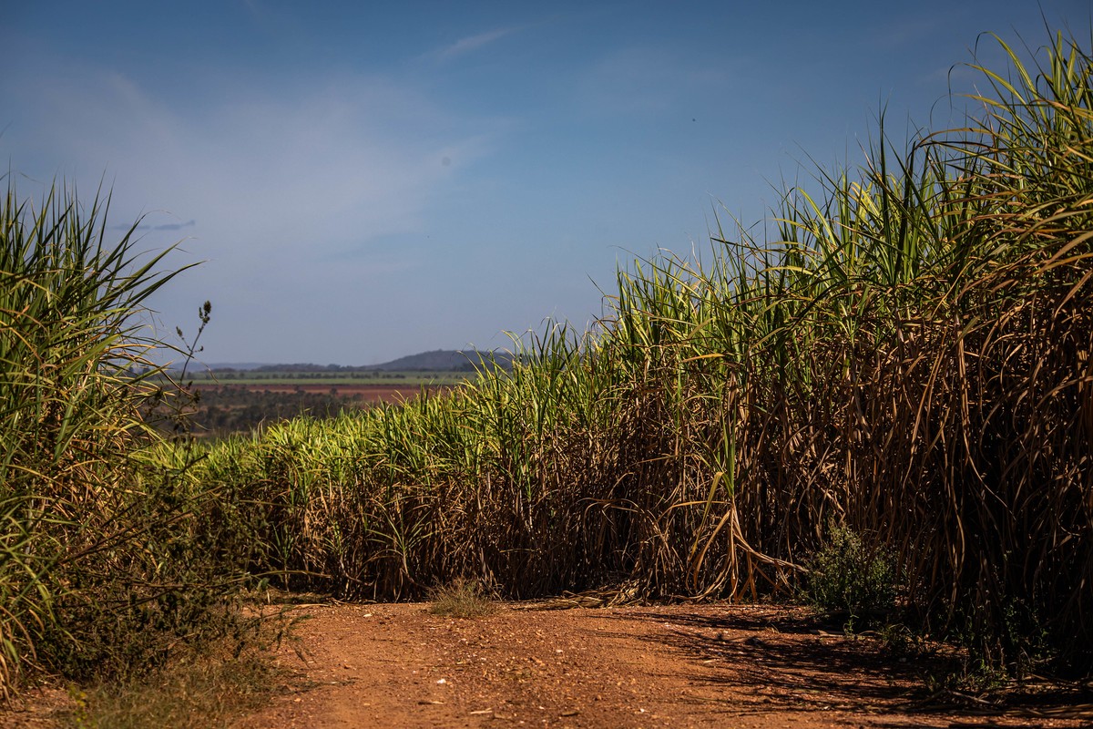 Brazil opens R$270 million emergency subsidy for Northeast sugarcane growers