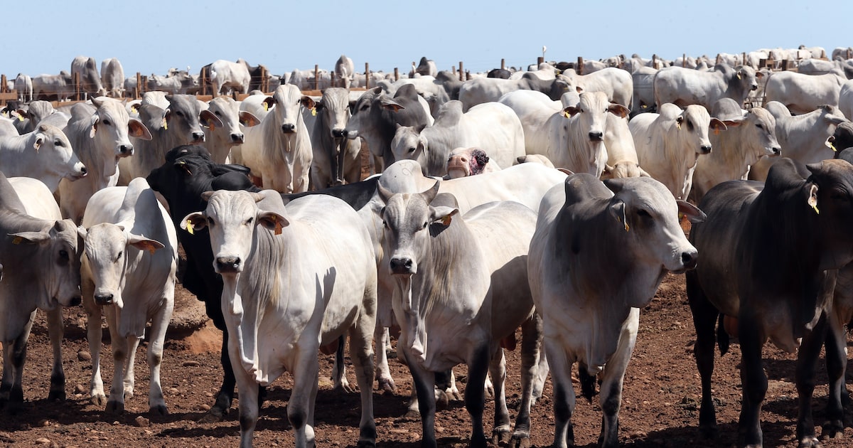 Brazil sees no quick return to EU meat market as beef exclusion may run to 2027