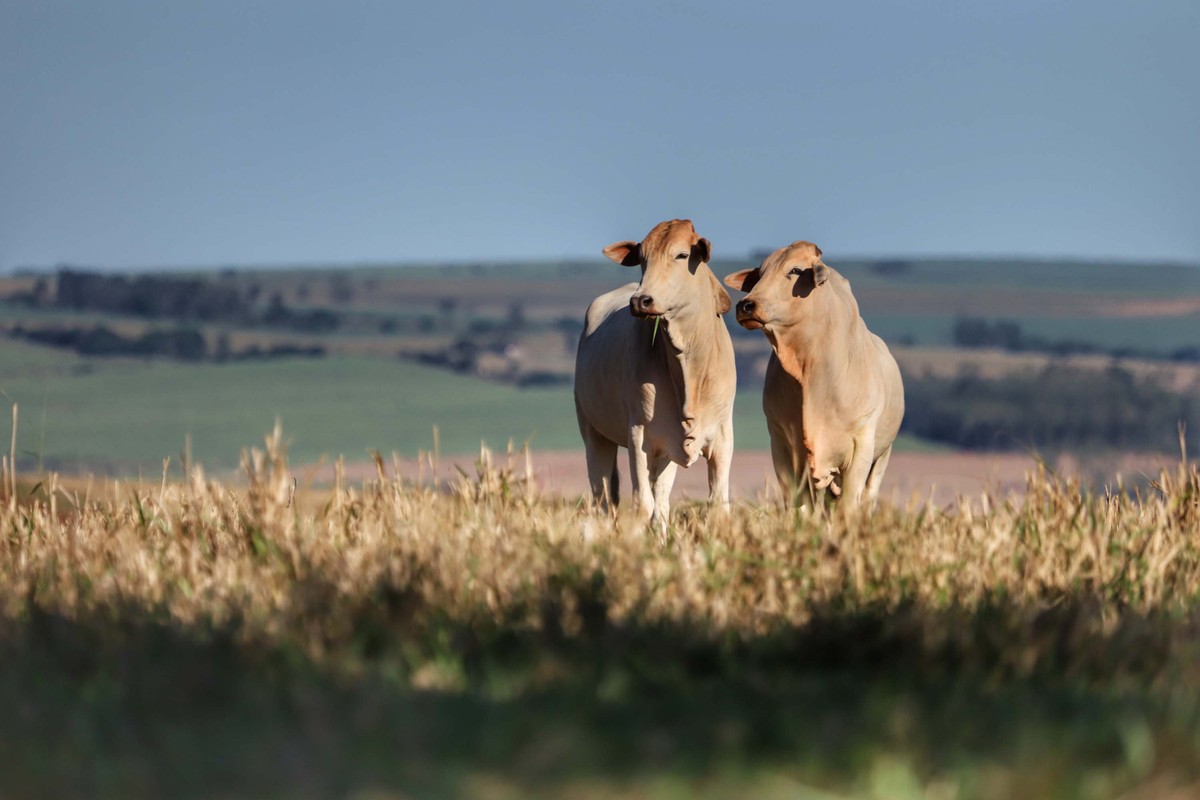 Brazil's Fed-Cattle Market Weakens as Domestic Beef Demand Softens