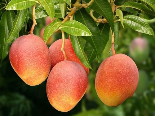 Brazilian fruit exports reach record $707.9 million in first half of 2026