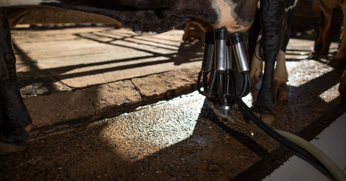 Brazil’s milk futures market gains ground as dairy producers seek price stability