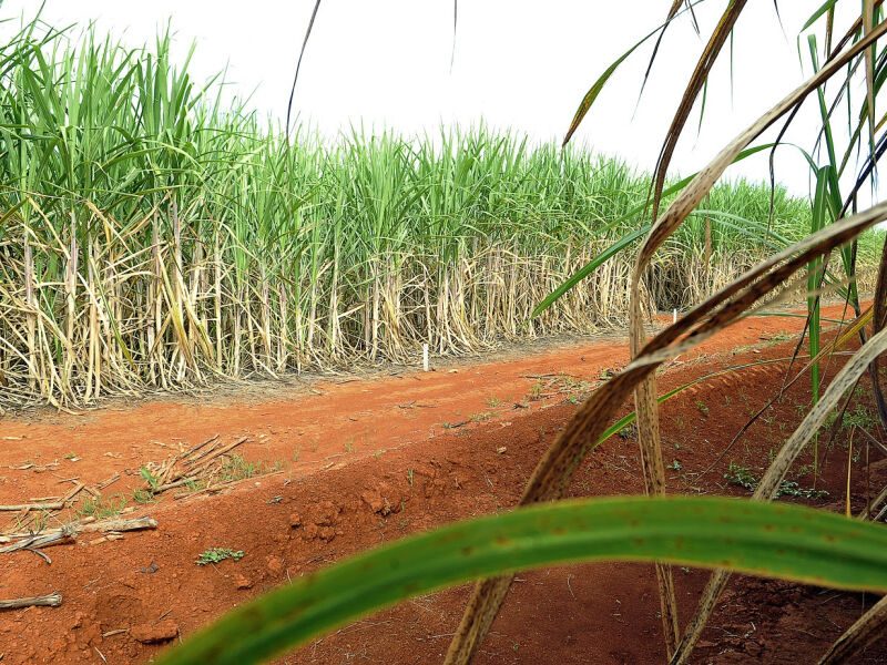 Brazil’s Northeast sugar output forecast to rise 10.3% in 2026/27