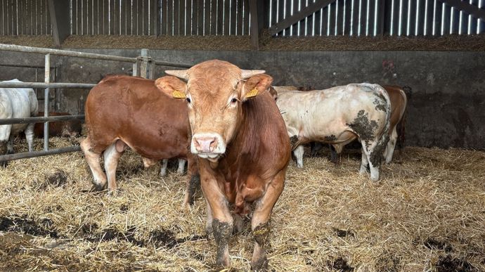 Brazil overtakes EU as top live cattle supplier to North Africa and Middle East