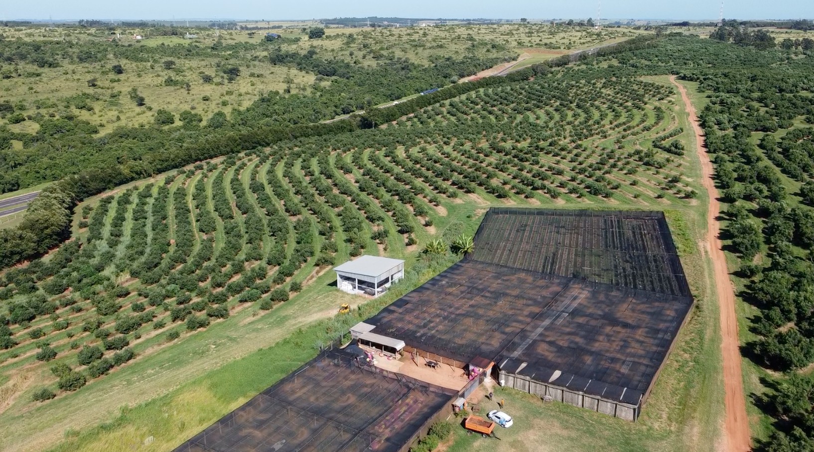 Brazil forecasts record 60,000-ton Hass avocado harvest as exports absorb 90%