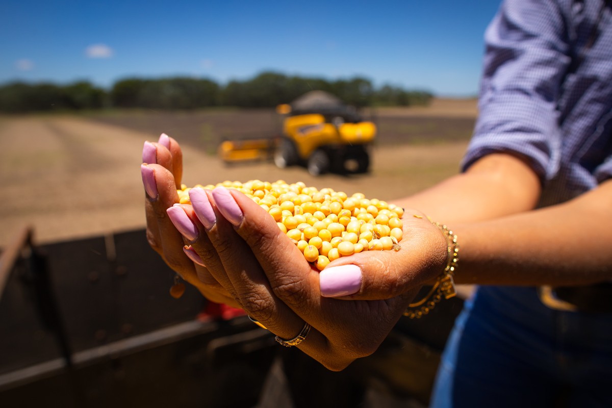 Brazilian soybean prices reach six-month high as exports tighten supply