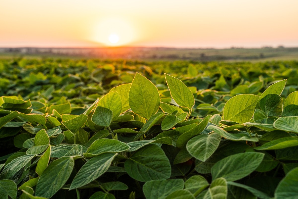 Safras & Mercado sees record 180.1 million tonne Brazilian soybean crop in 2026/27, but El Niño caps yields