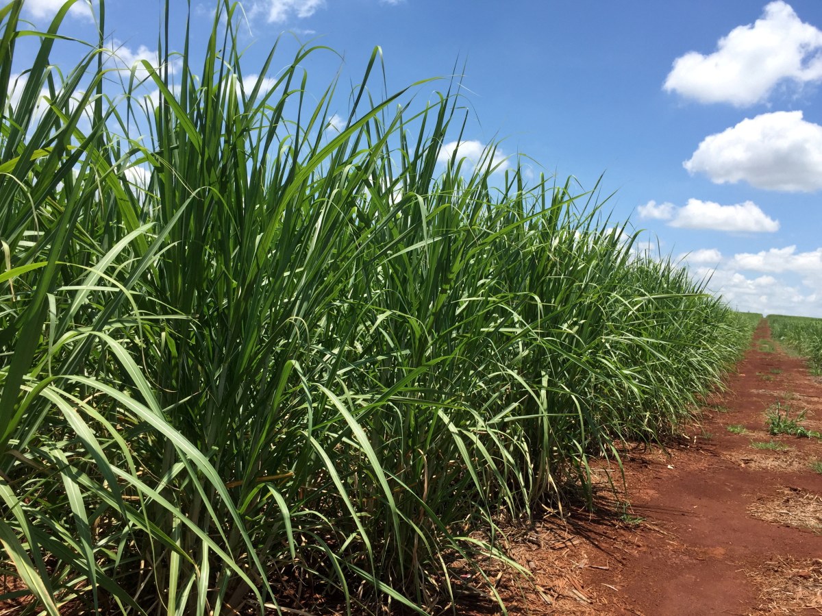 Brazil’s sugar and ethanol sector rejects new 25% US tariff