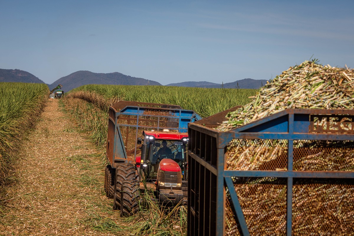 Brazilian sugar prices steady as ethanol retreats amid slower cane harvest