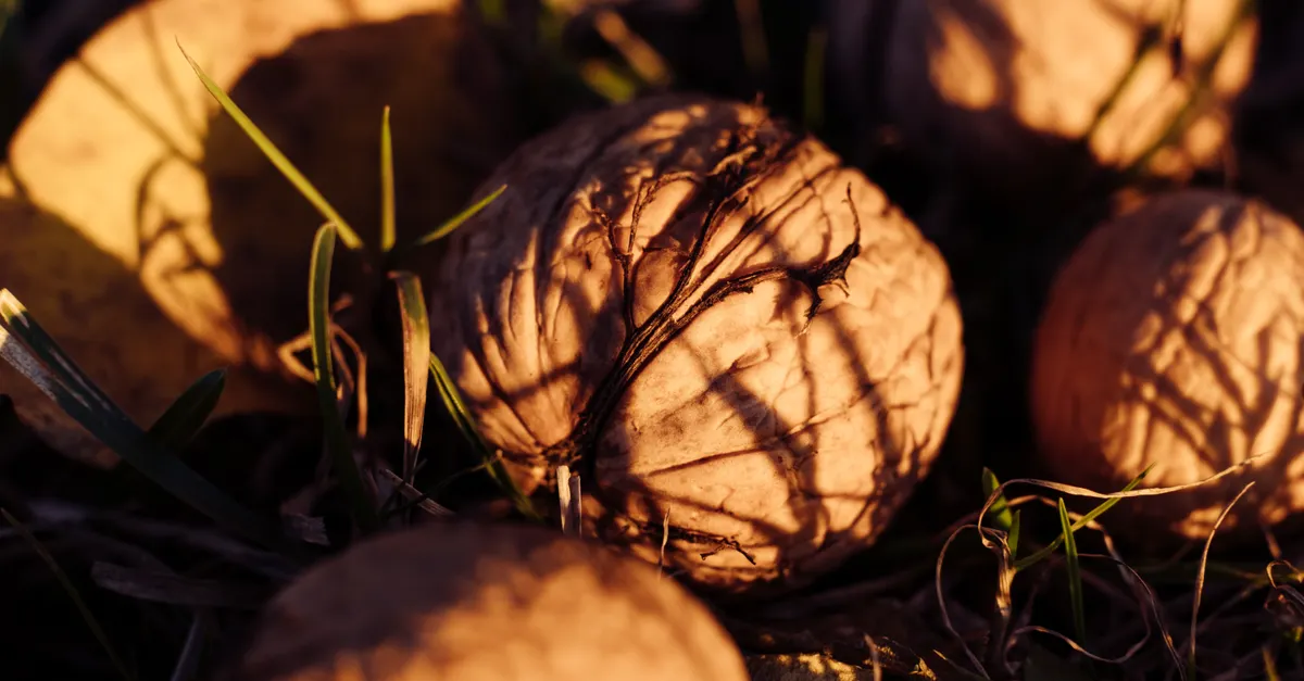 Brazilian pecan exports slow as logistics and European rules weigh on shipments
