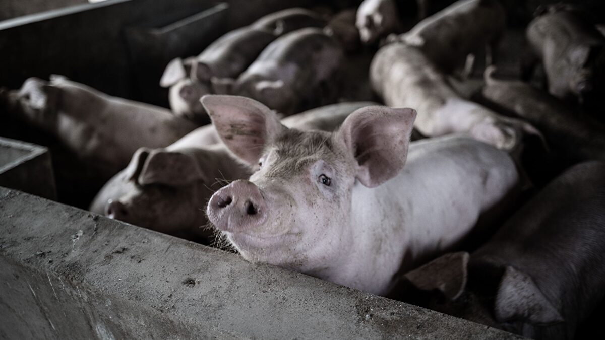 Brussels to review EU pig welfare rules in 2027, raising cost fears for Spanish pork