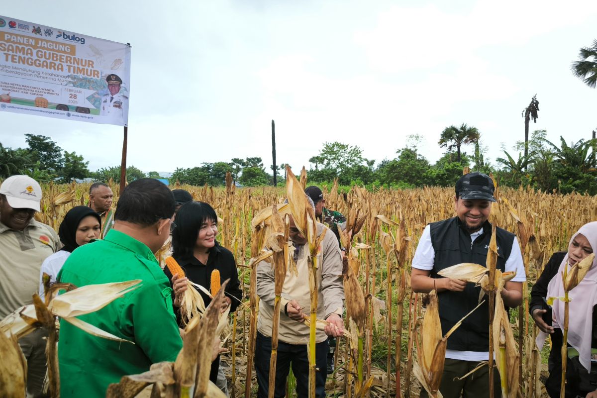 Bulog NTT buys 2,330 tonnes of local corn to supply livestock feed