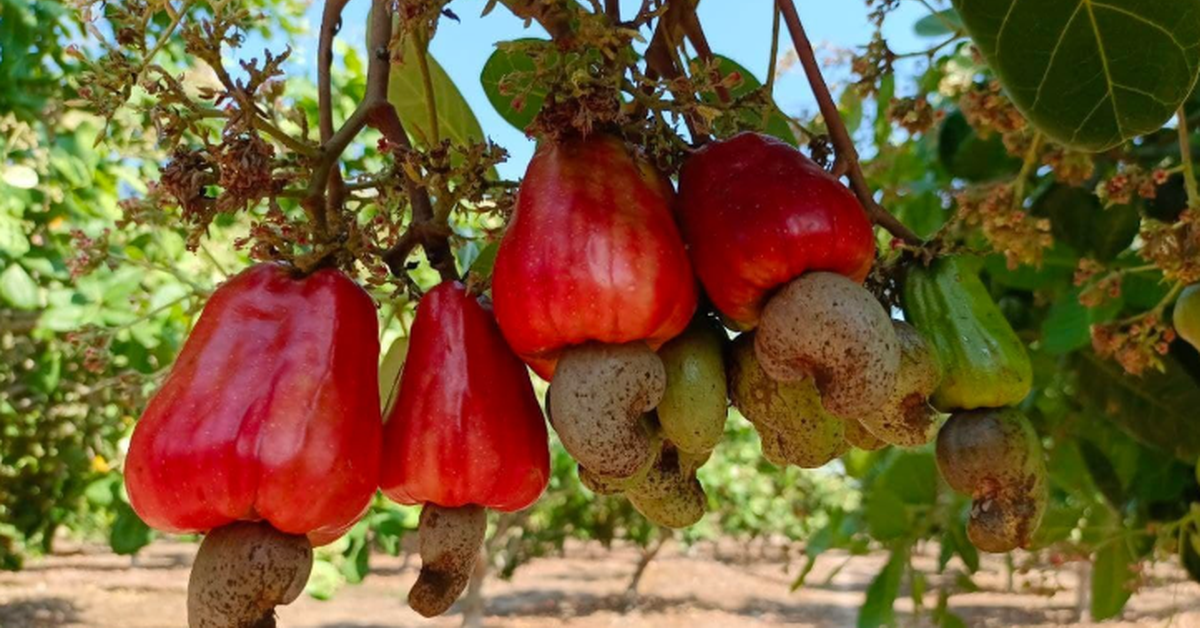 Cambodia’s raw cashew exports exceed $1.44 billion as planted area tops 580,000 hectares