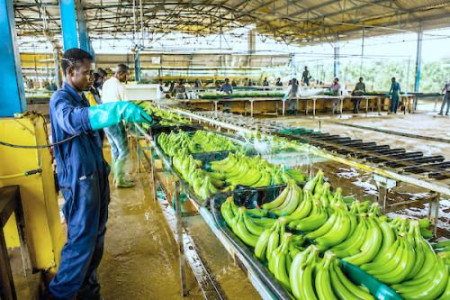 Cameroon banana exports fall 3.4% as CDC shipments slump in June 2026