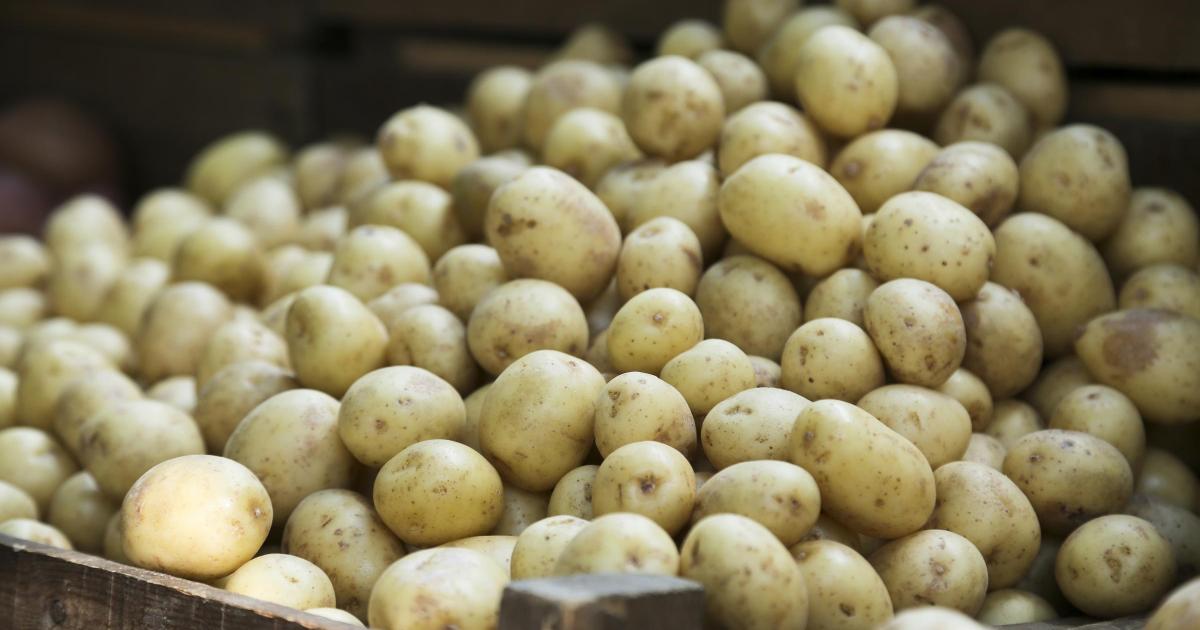 Canadian potato acreage and exports recover as costs and climate risks squeeze growers
