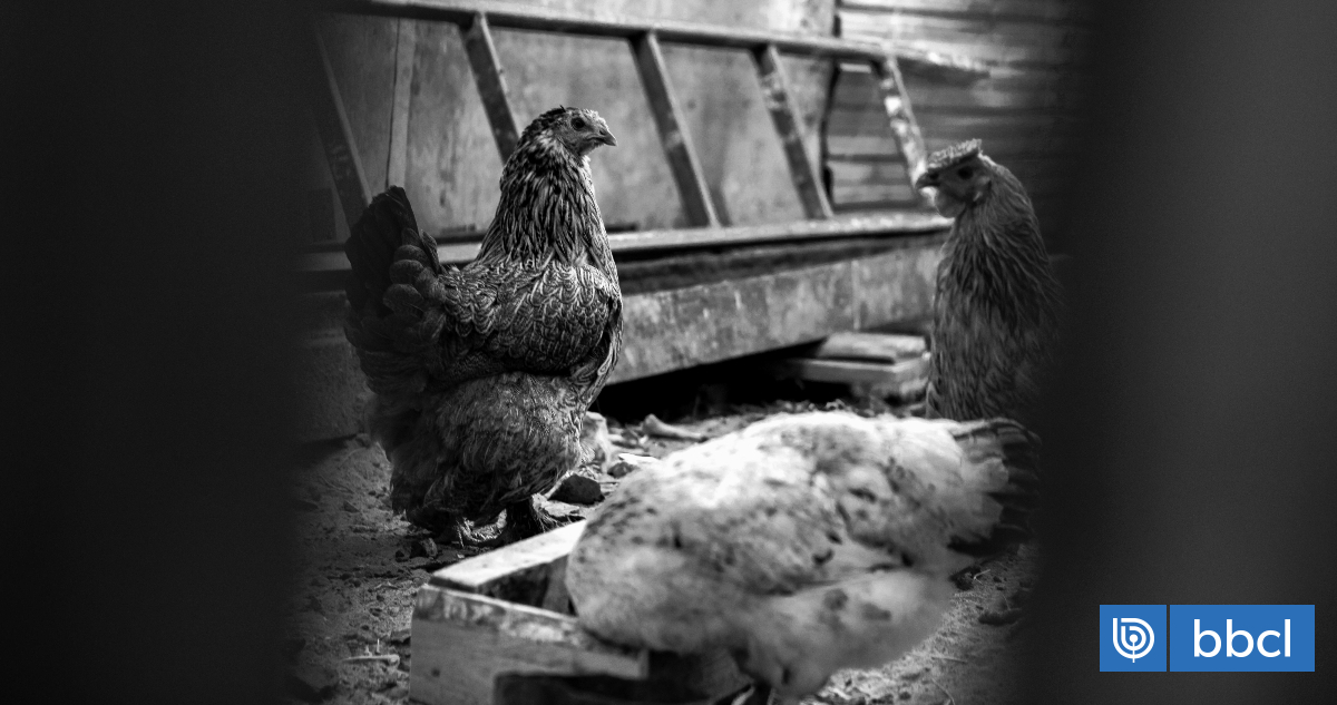 La Chine interdit les importations de volaille du Chili après une épizootie de grippe aviaire