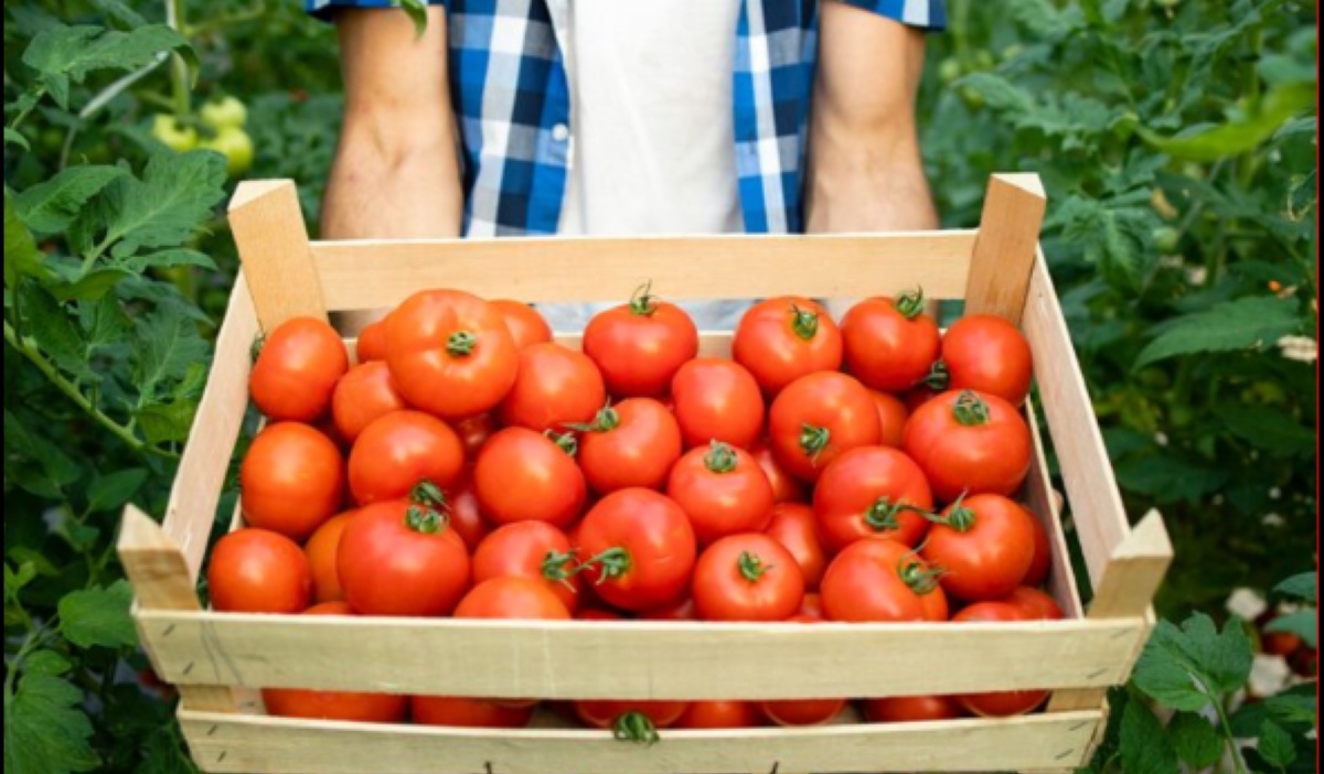 China Dominates Global Tomato Output and Tomato Paste Supply