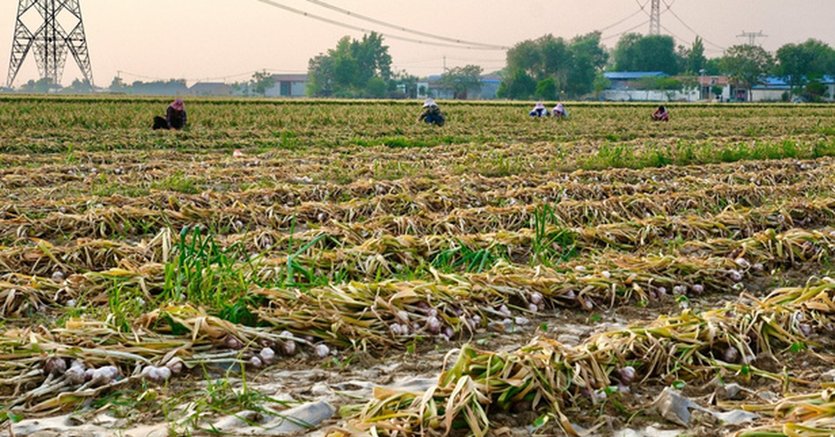 Harvest rain leaves 40% of China’s garlic below standard as prices rise