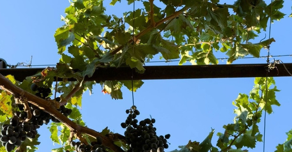 China’s grape output drops up to 40% as growers switch acreage to blueberries